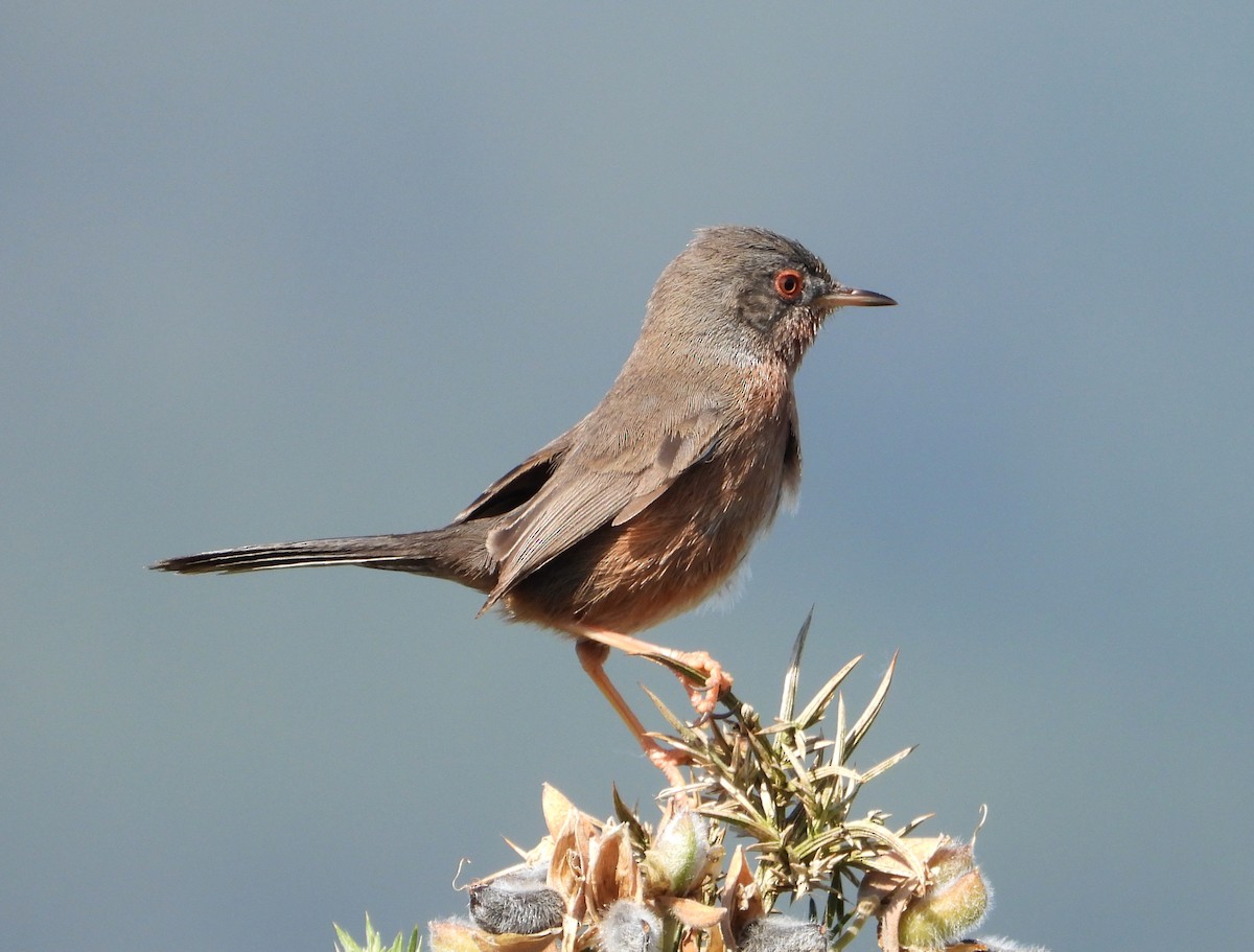 Magnanina comune - ML635308805