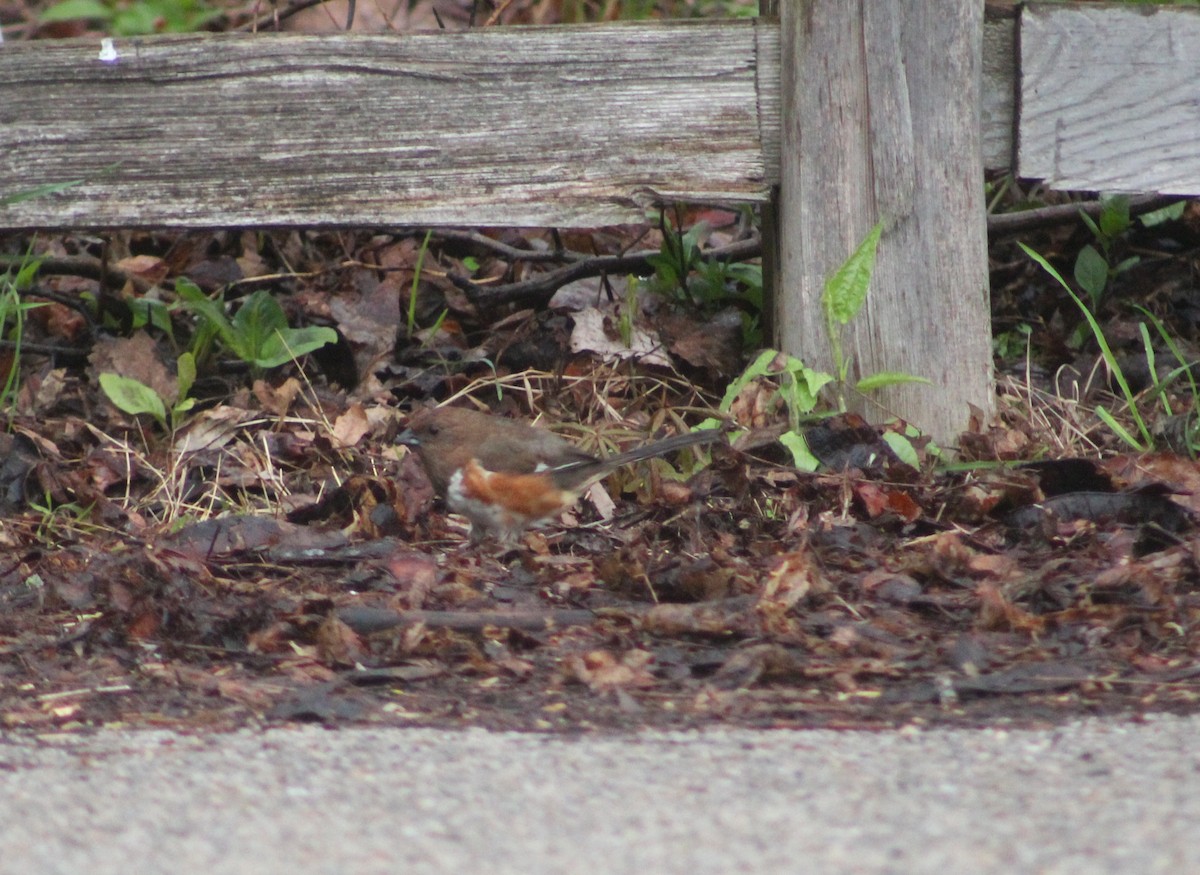 Eastern Towhee - ML635308817