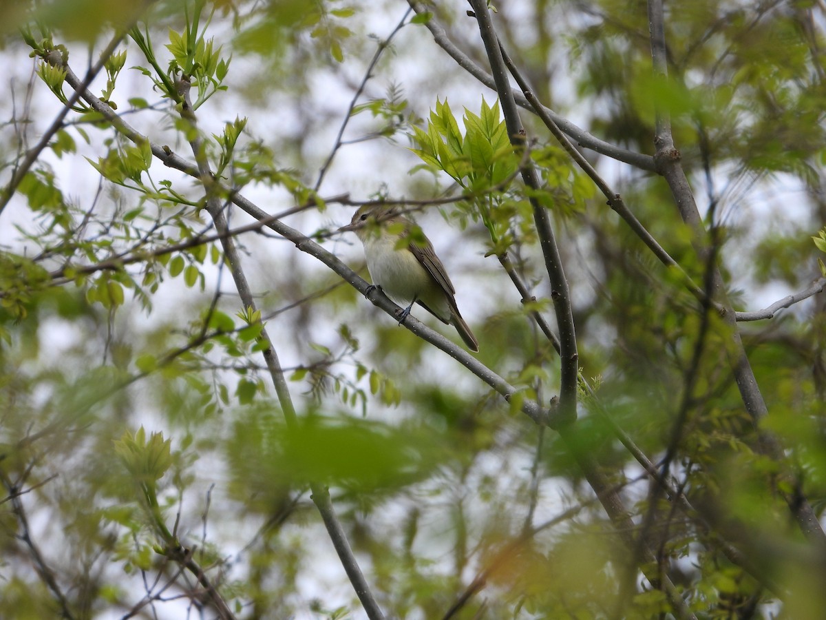 Warbling Vireo - ML635308869