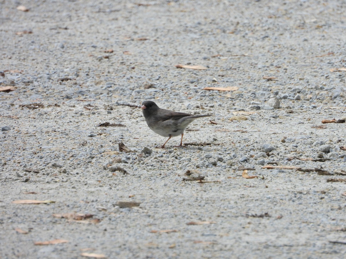Dark-eyed Junco - ML635308887