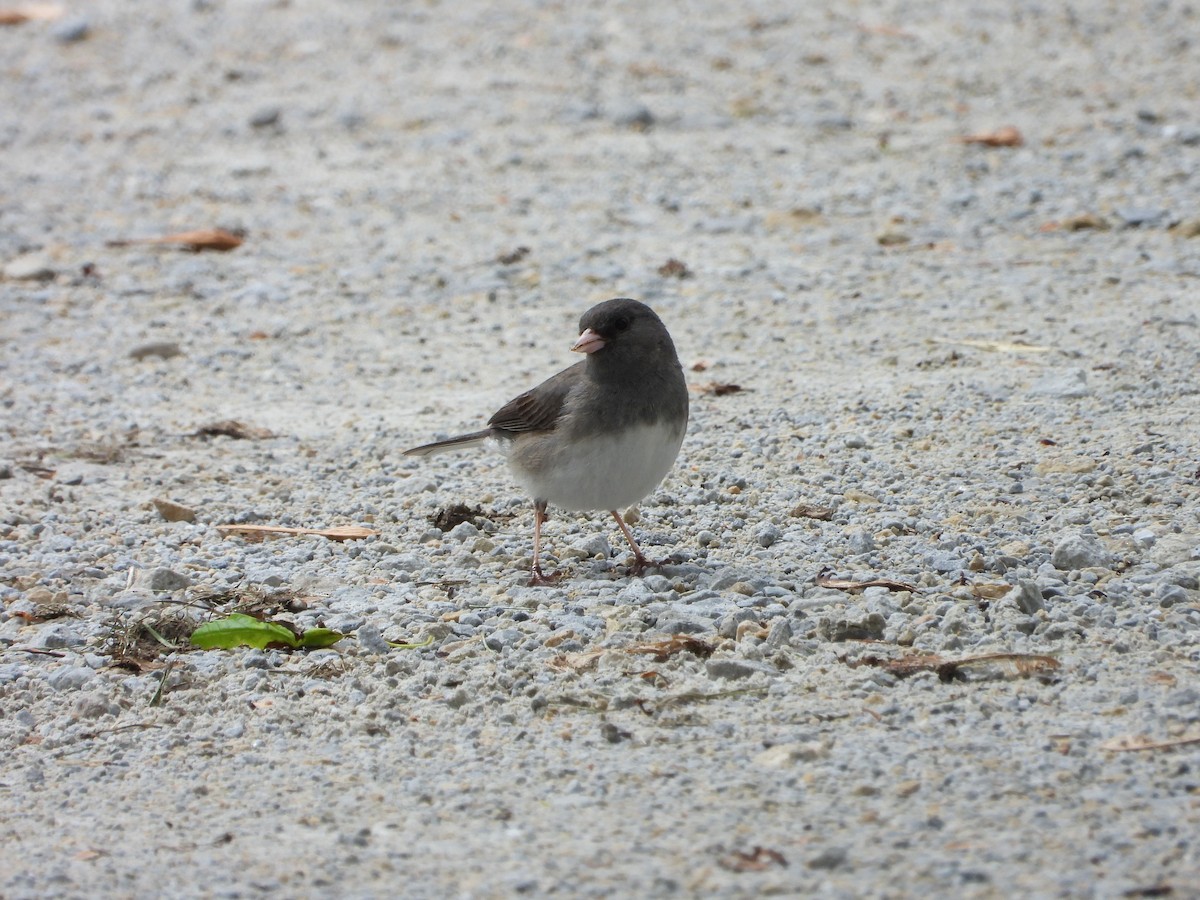 Dark-eyed Junco - ML635308888