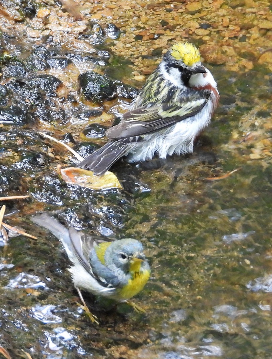 Chestnut-sided Warbler - ML635308893