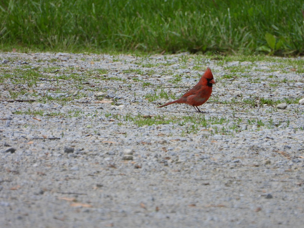 Northern Cardinal - ML635308899