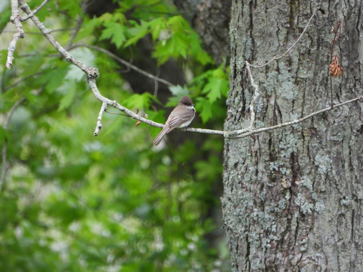 Eastern Phoebe - ML635308906