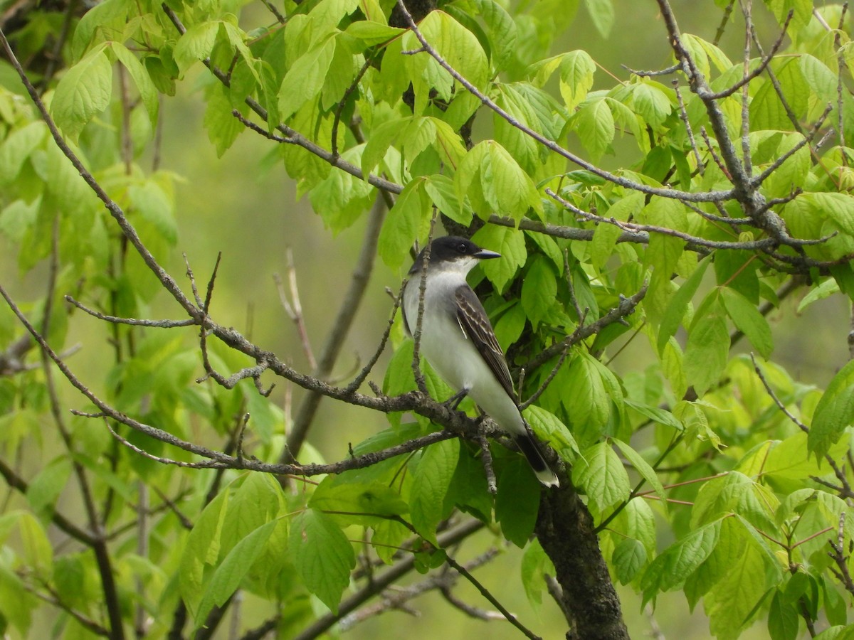 Eastern Kingbird - ML635308920