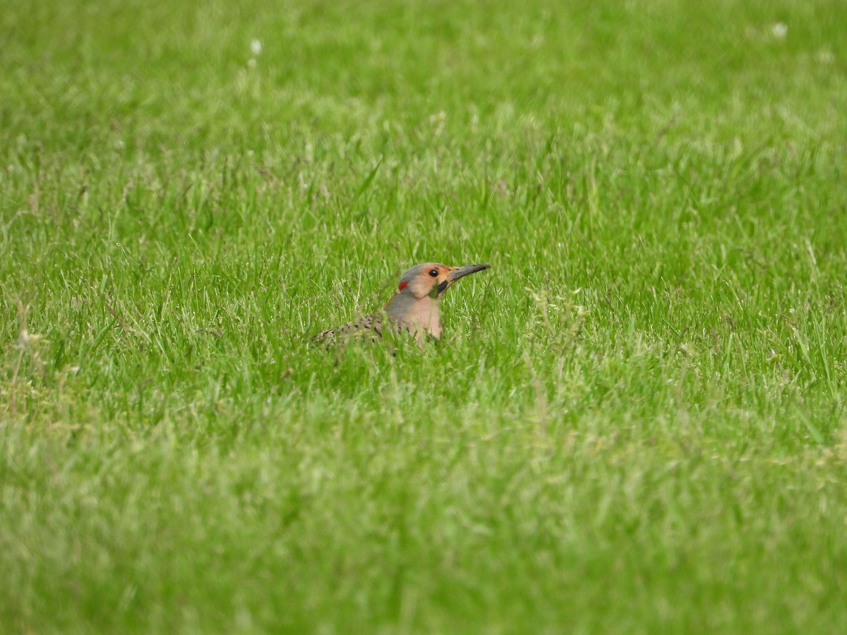 Northern Flicker - ML635308946