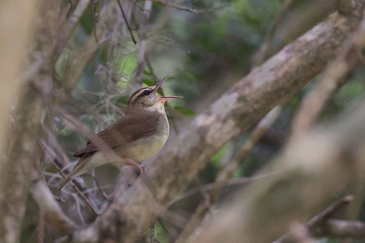 Swainson's Warbler - ML635308958