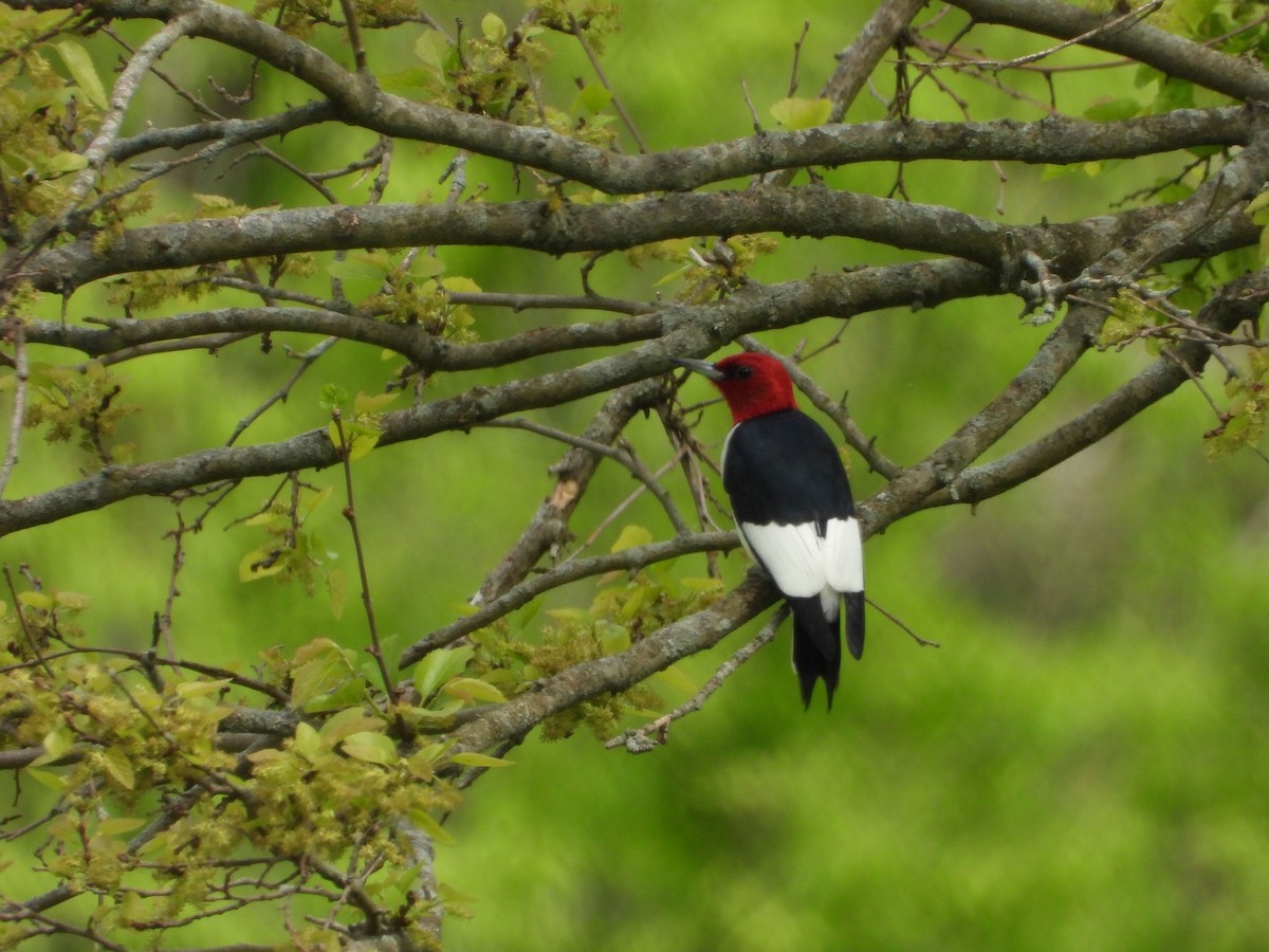 Red-headed Woodpecker - ML635308964