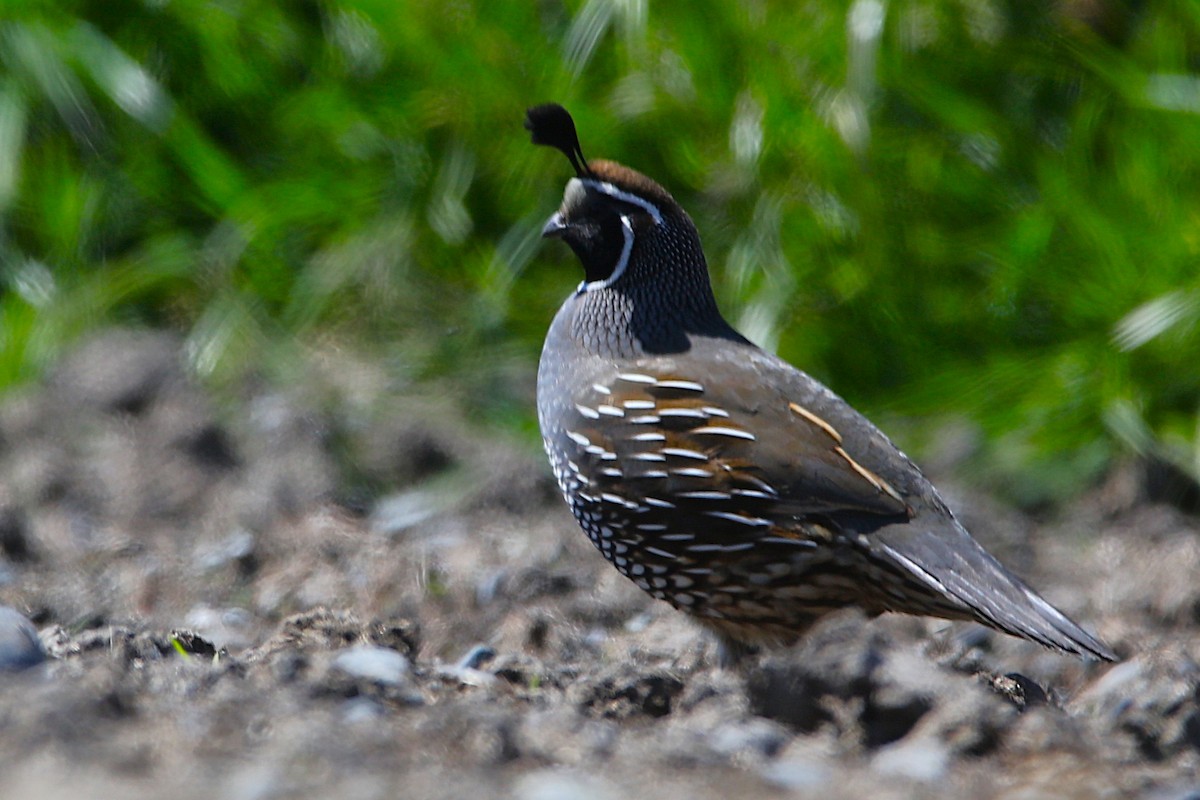 California Quail - ML635309006
