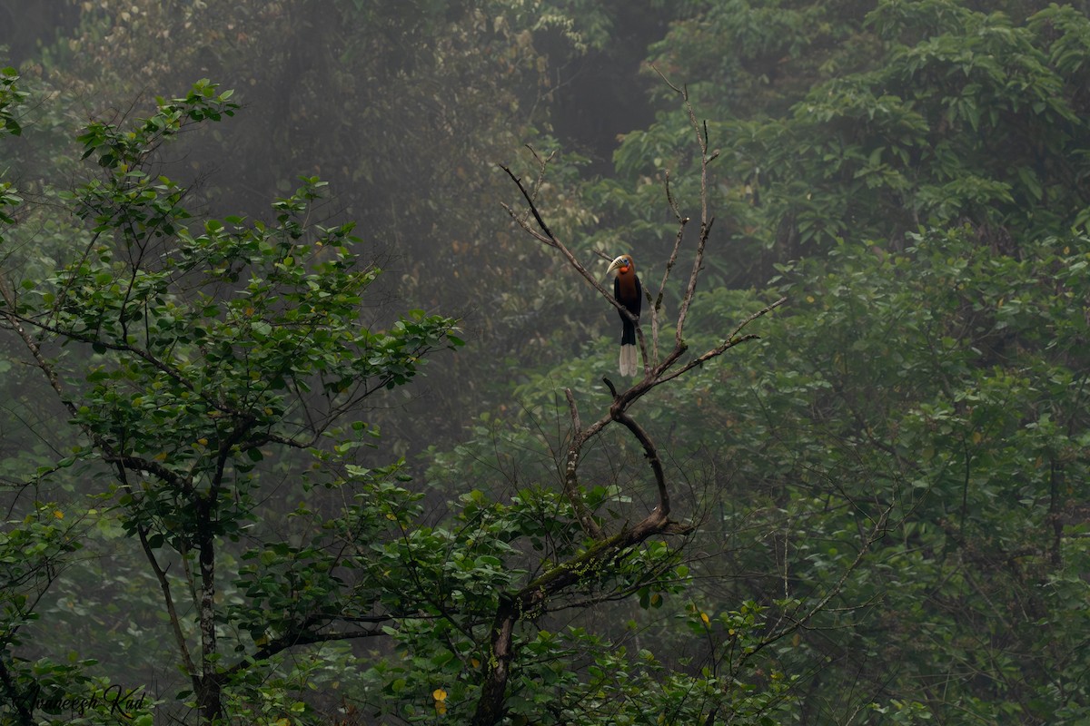 Rufous-necked Hornbill - ML635309064