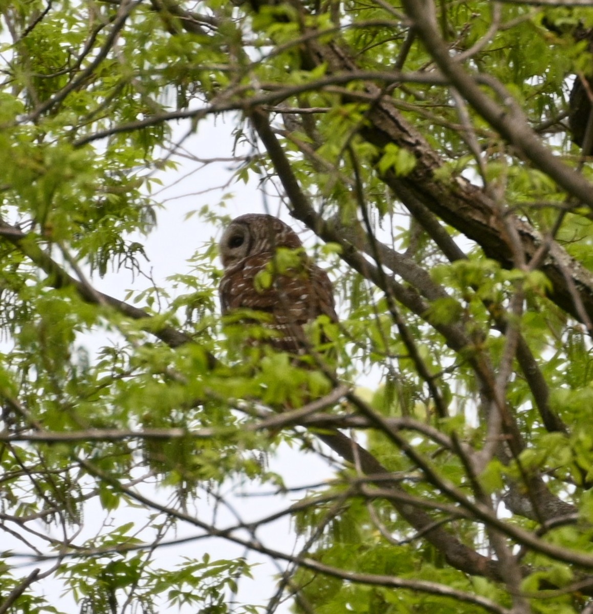 Barred Owl - ML635309080