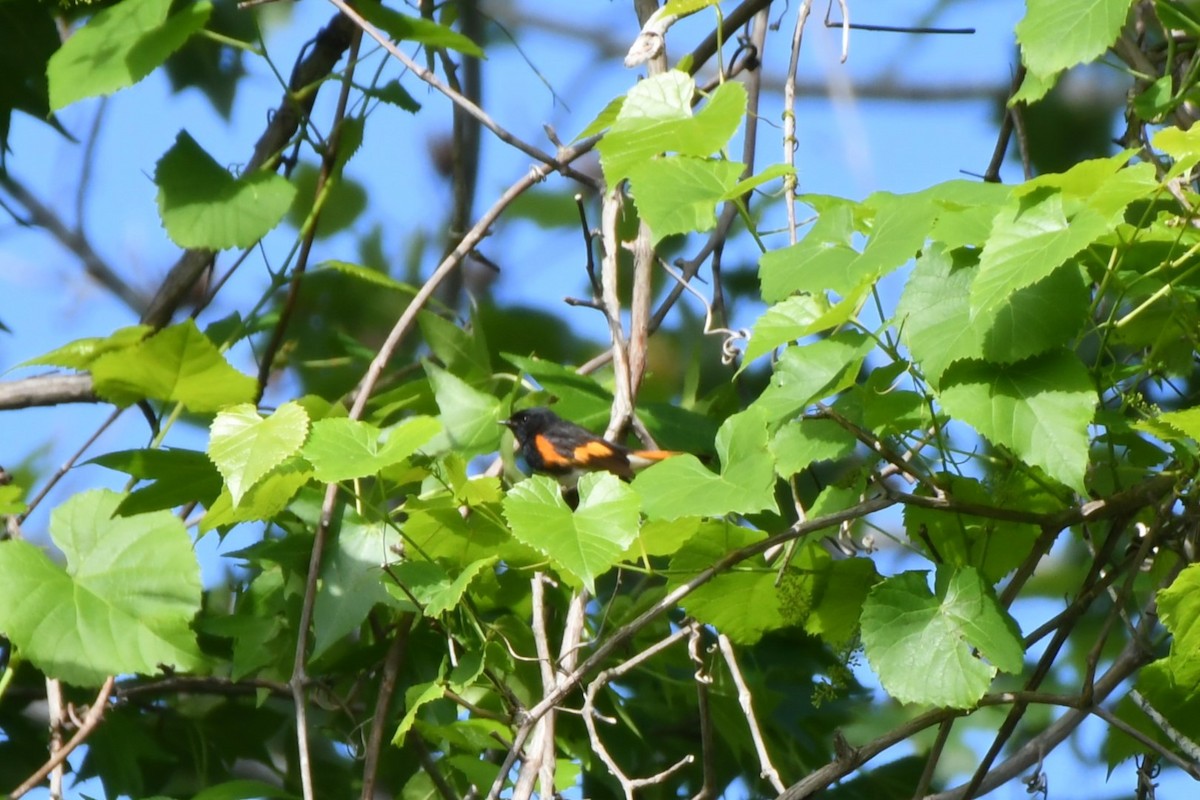 American Redstart - ML635309233