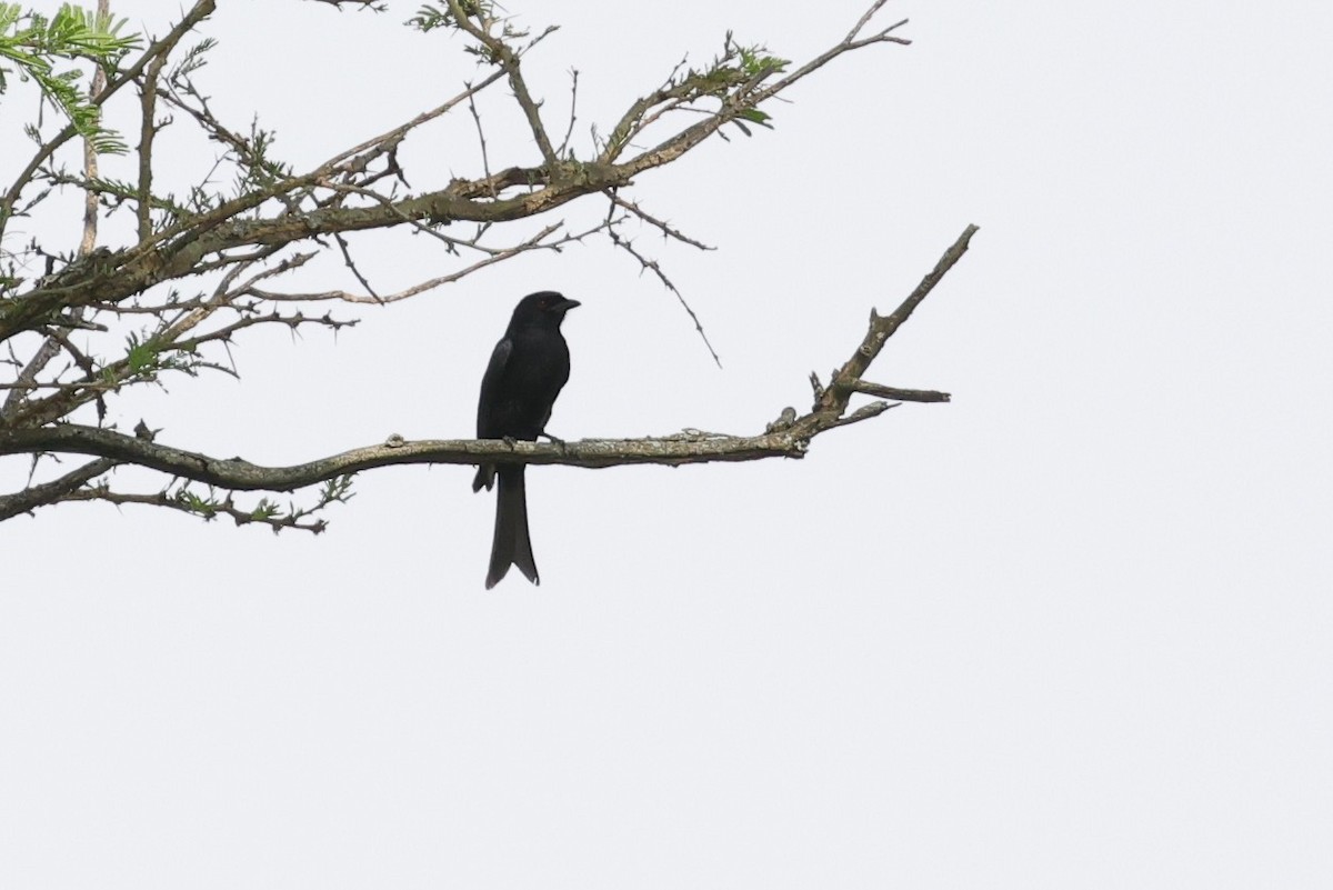 Fork-tailed Drongo - ML635309236