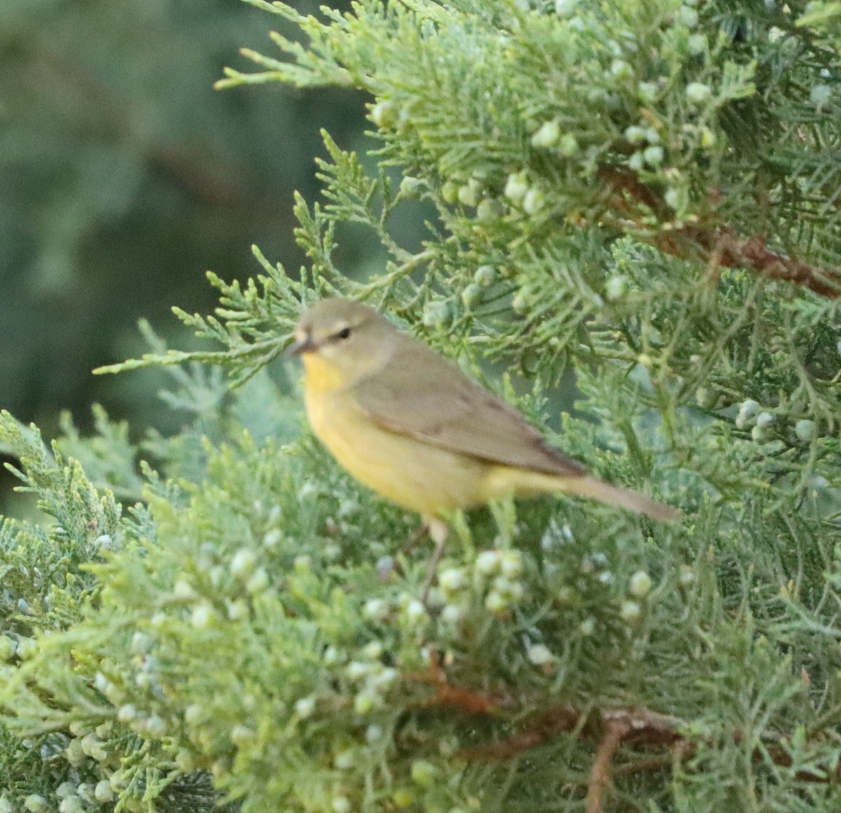 Orange-crowned Warbler - ML635309241