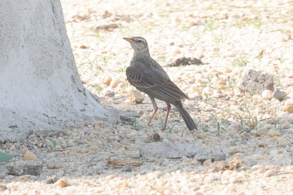 Plain-backed Pipit - ML635309286