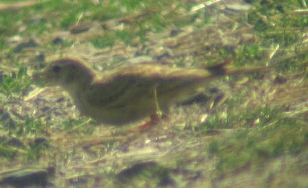 Greater Short-toed Lark - ML635309363