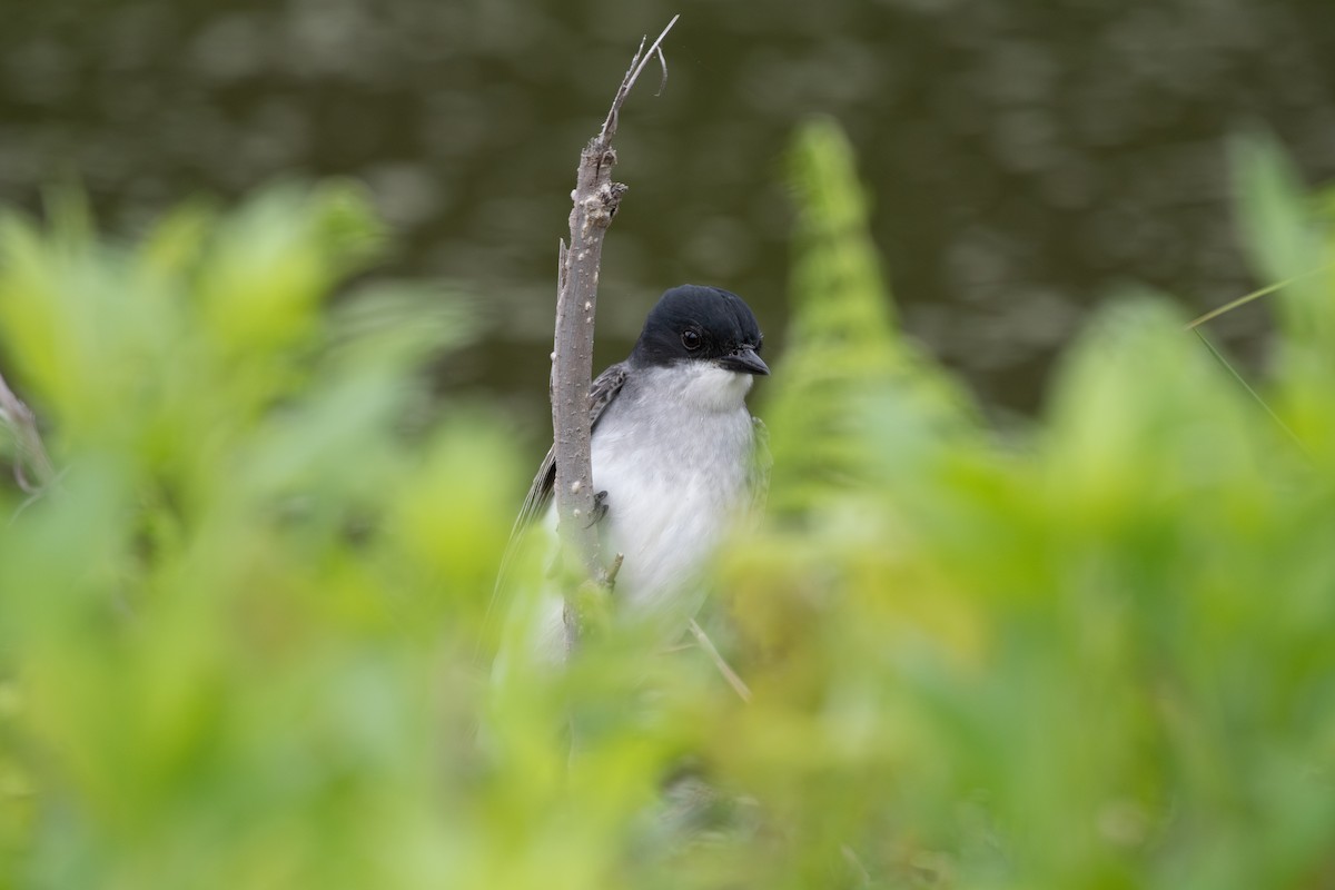 Eastern Kingbird - ML635309372