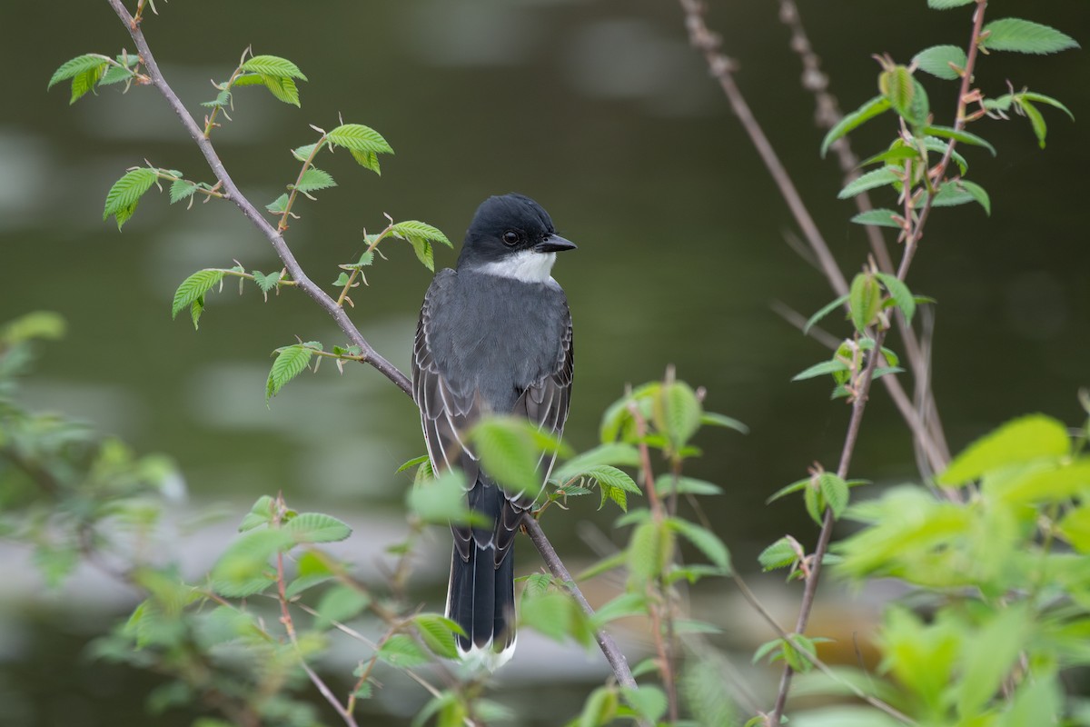 Eastern Kingbird - ML635309373
