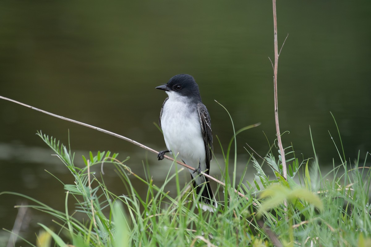 Eastern Kingbird - ML635309374