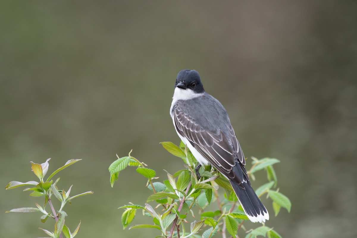 Eastern Kingbird - ML635309375