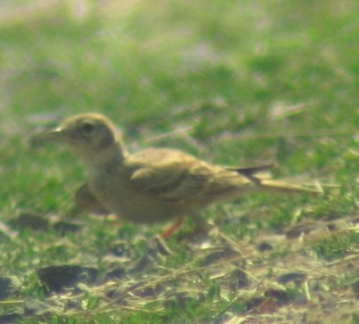 Greater Short-toed Lark - ML635309397