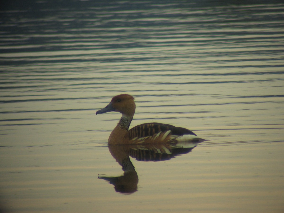 Fulvous Whistling-Duck - ML635309419