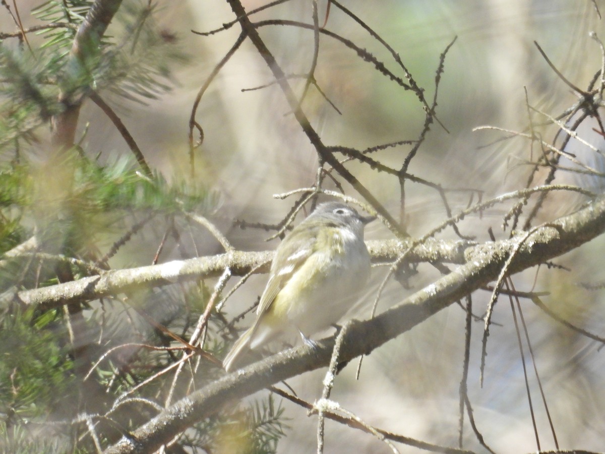 Сероголовый виреон - ML635309666