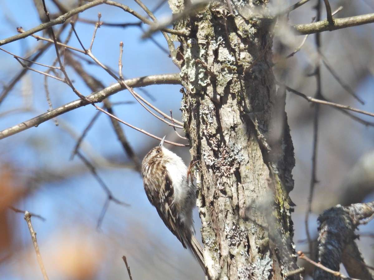 Американская пищуха - ML635309673