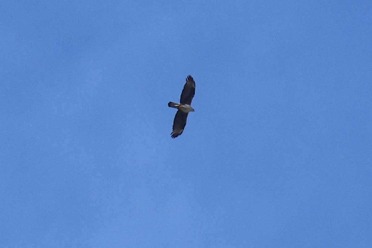 עיט ניצי - ML635309678