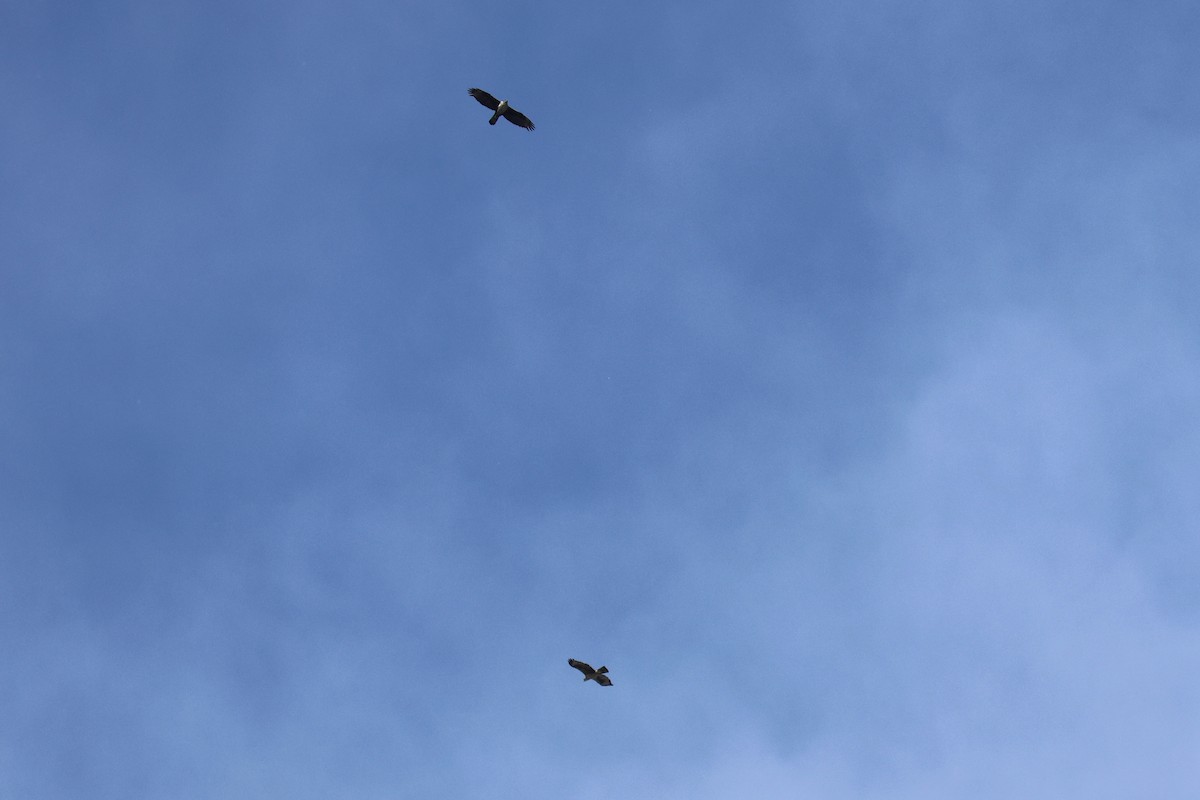 עיט ניצי - ML635309679