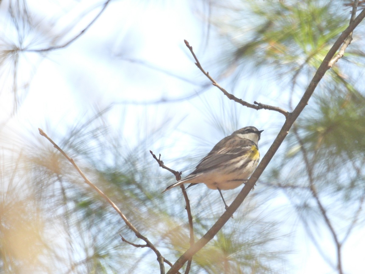 Миртовый певун (coronata) - ML635309682