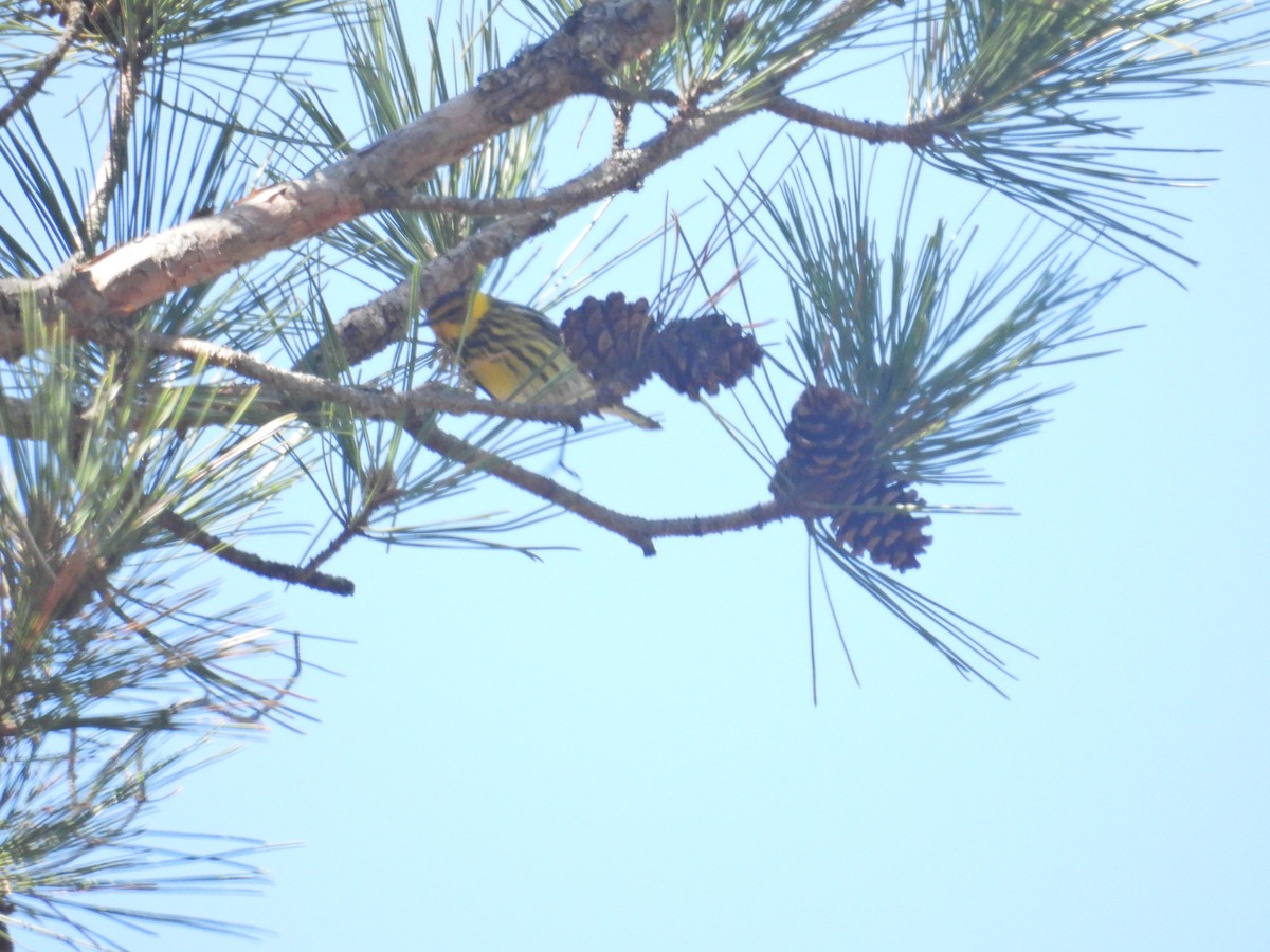 Тигровая древесница - ML635309686