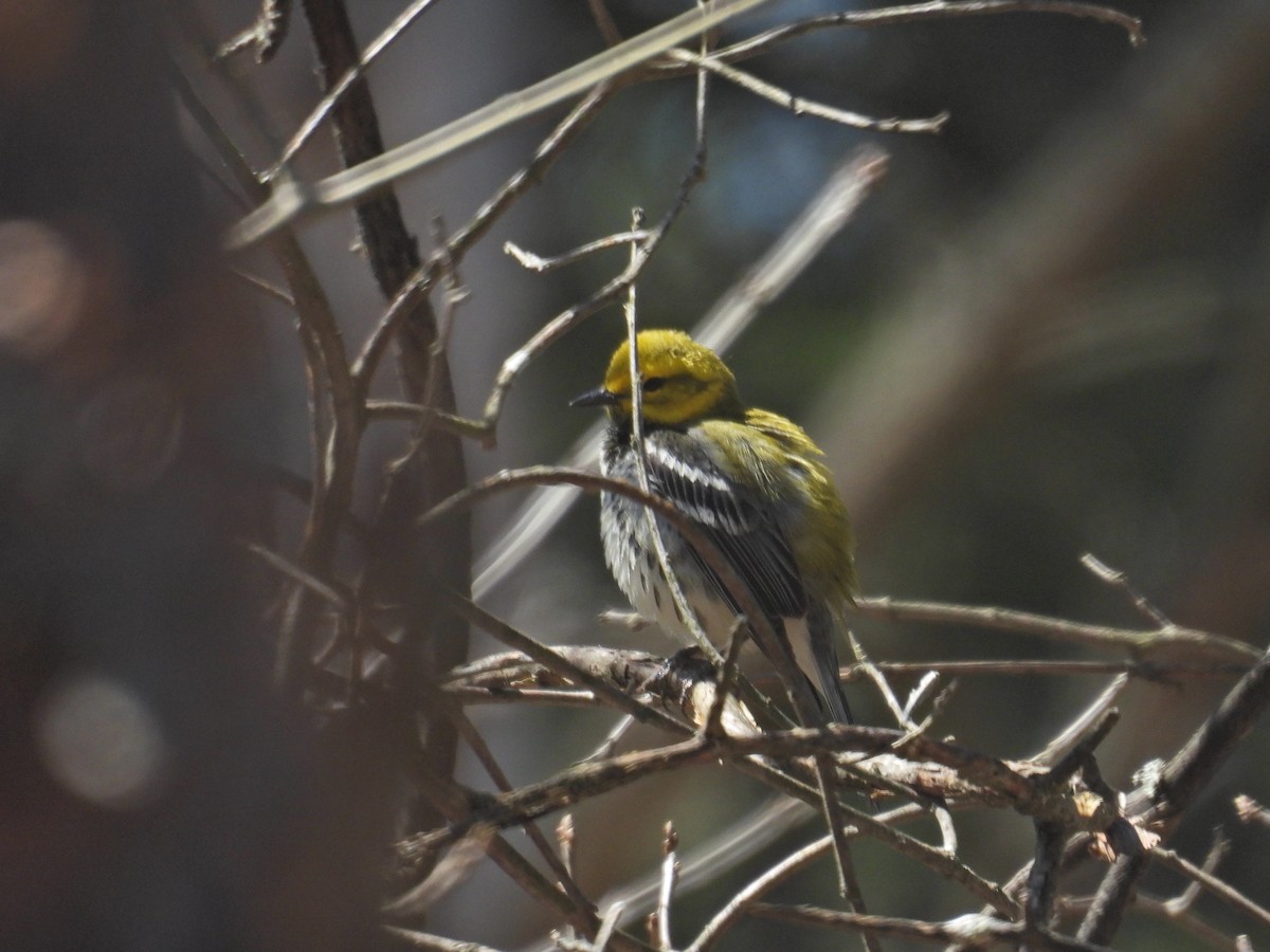 Зелёная древесница - ML635309690