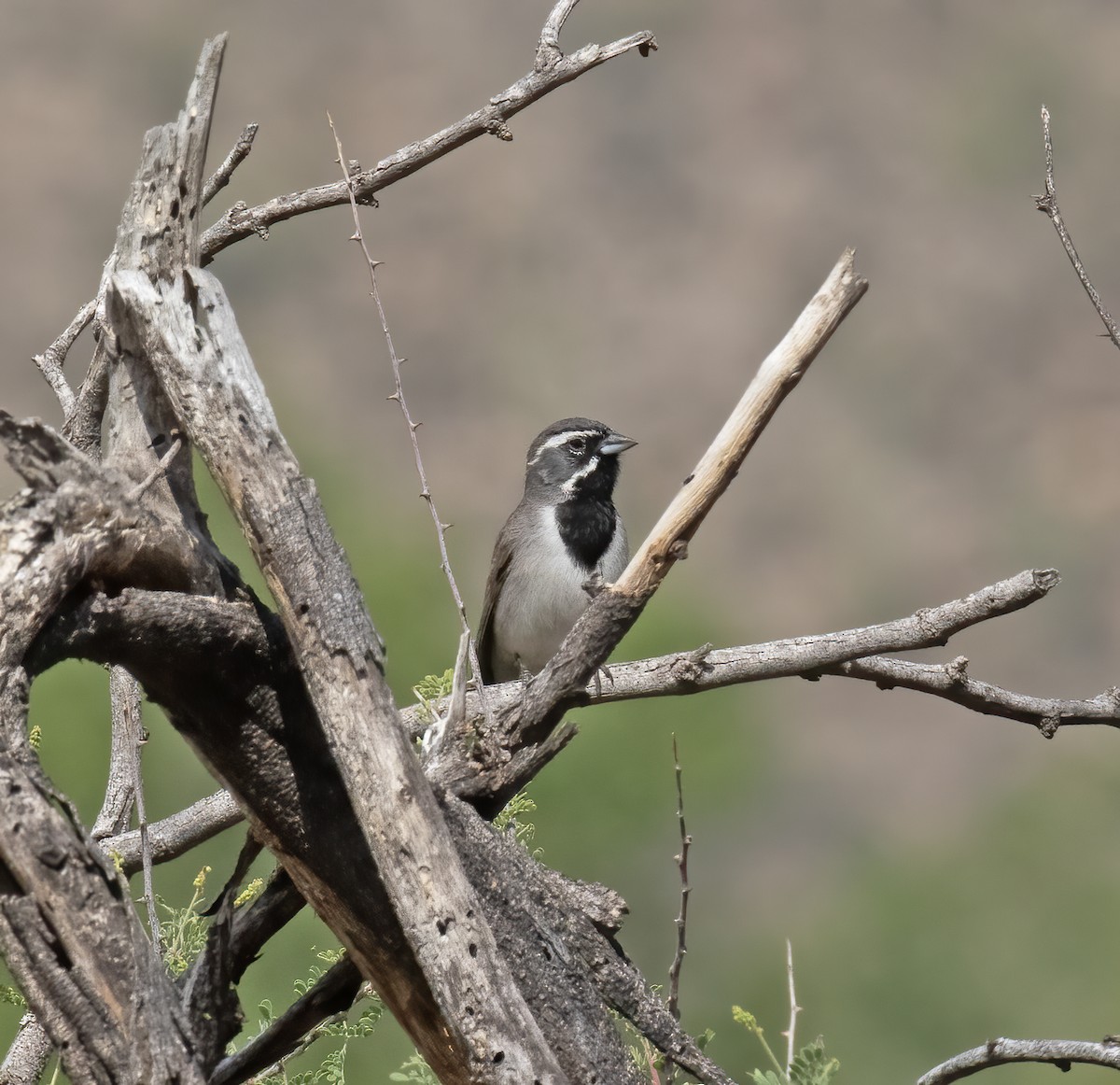 Black-throated Sparrow - ML635309699