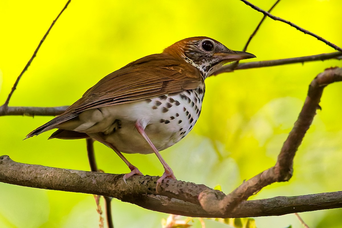 Wood Thrush - ML635309822