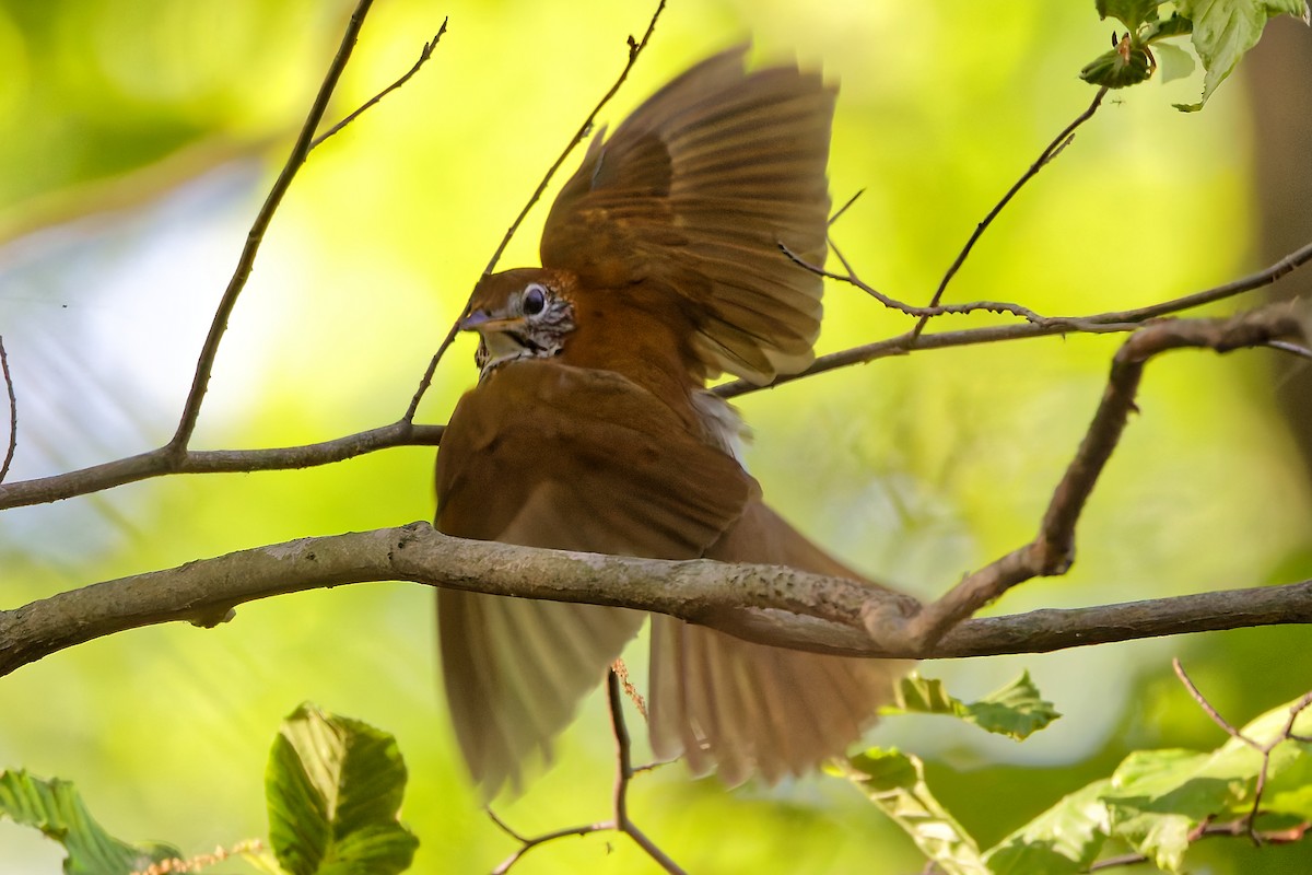 Wood Thrush - ML635309823
