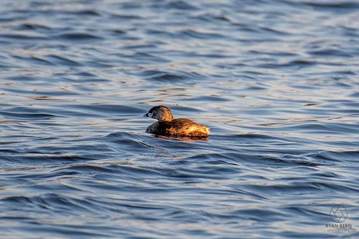 Pied-billed Grebe - ML635309897