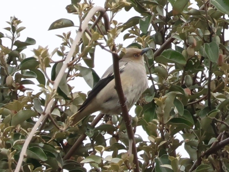 White-shouldered Starling - ML635309957