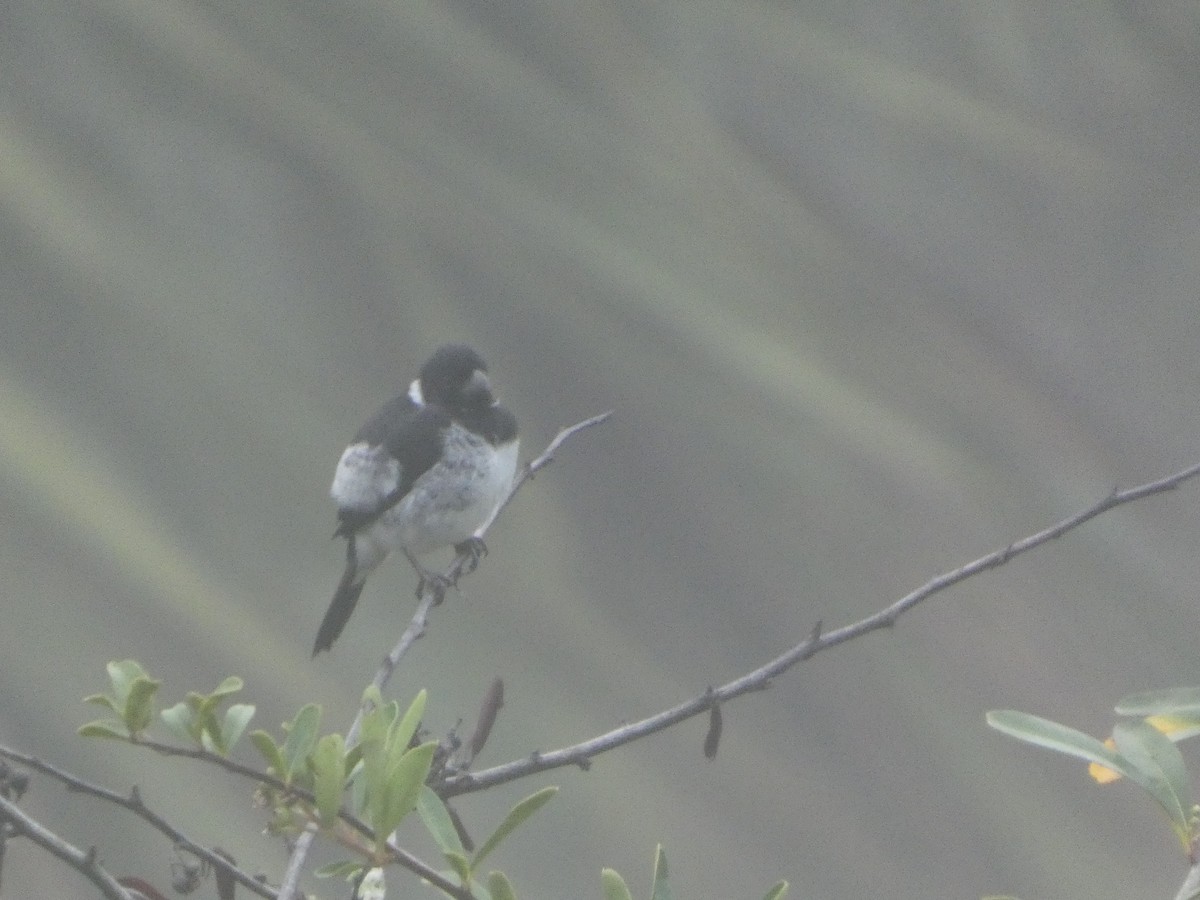 Variable Seedeater - ML635309996