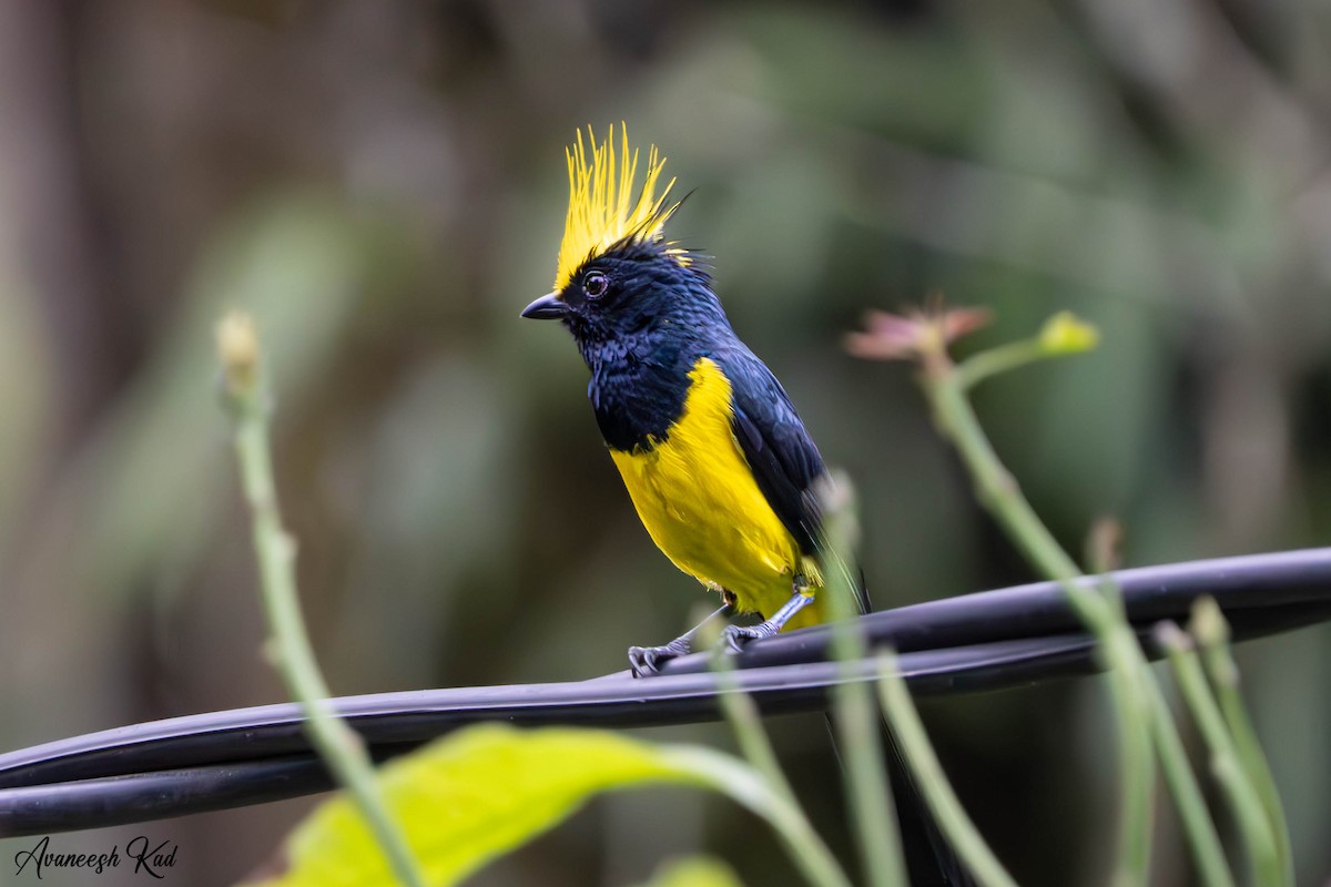 Sultan Tit - ML635310020