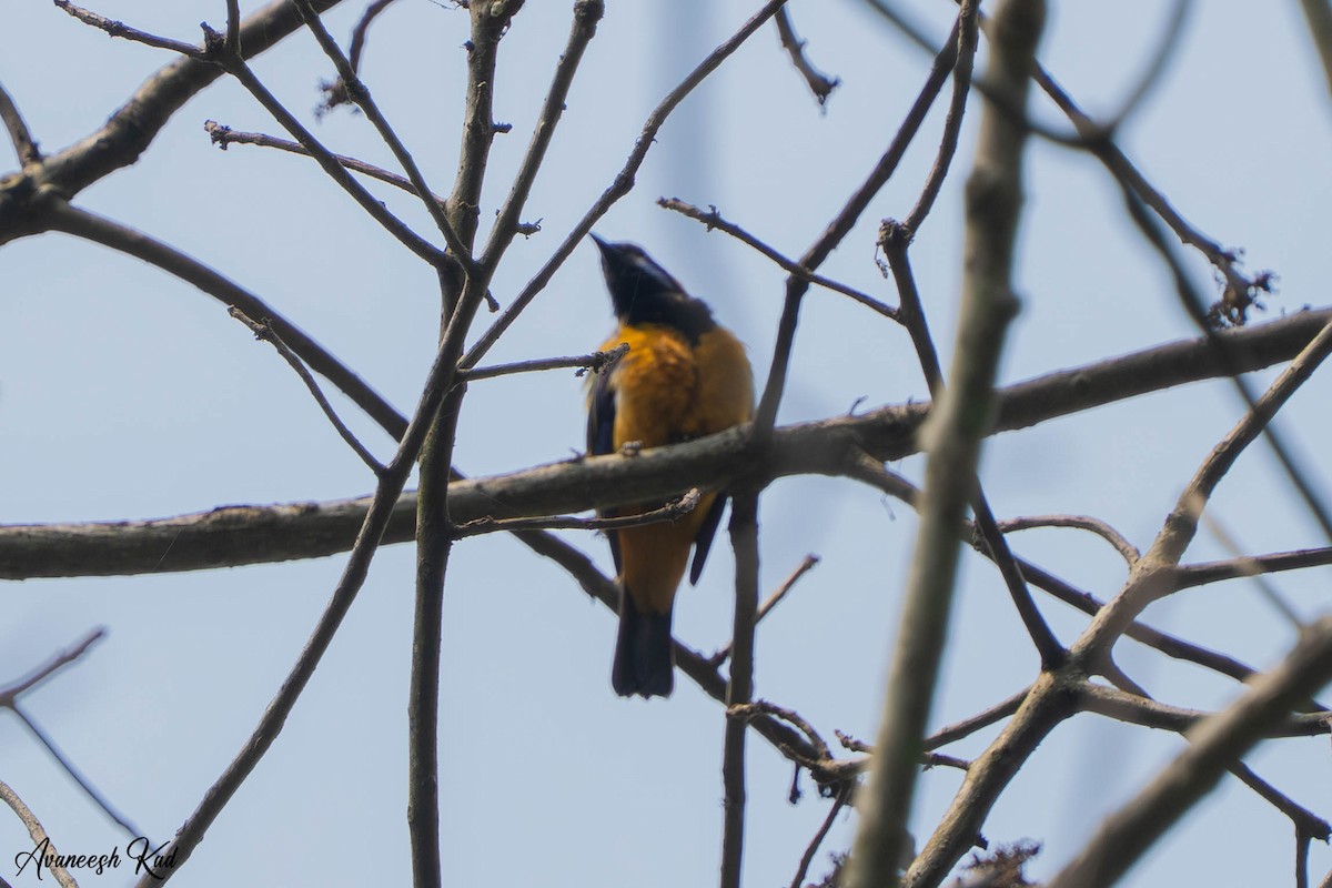 Orange-bellied Leafbird - ML635310043
