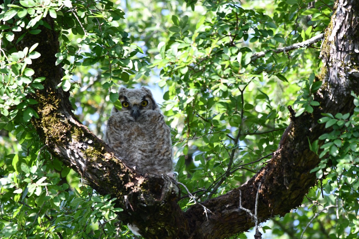 Great Horned Owl - ML635310145