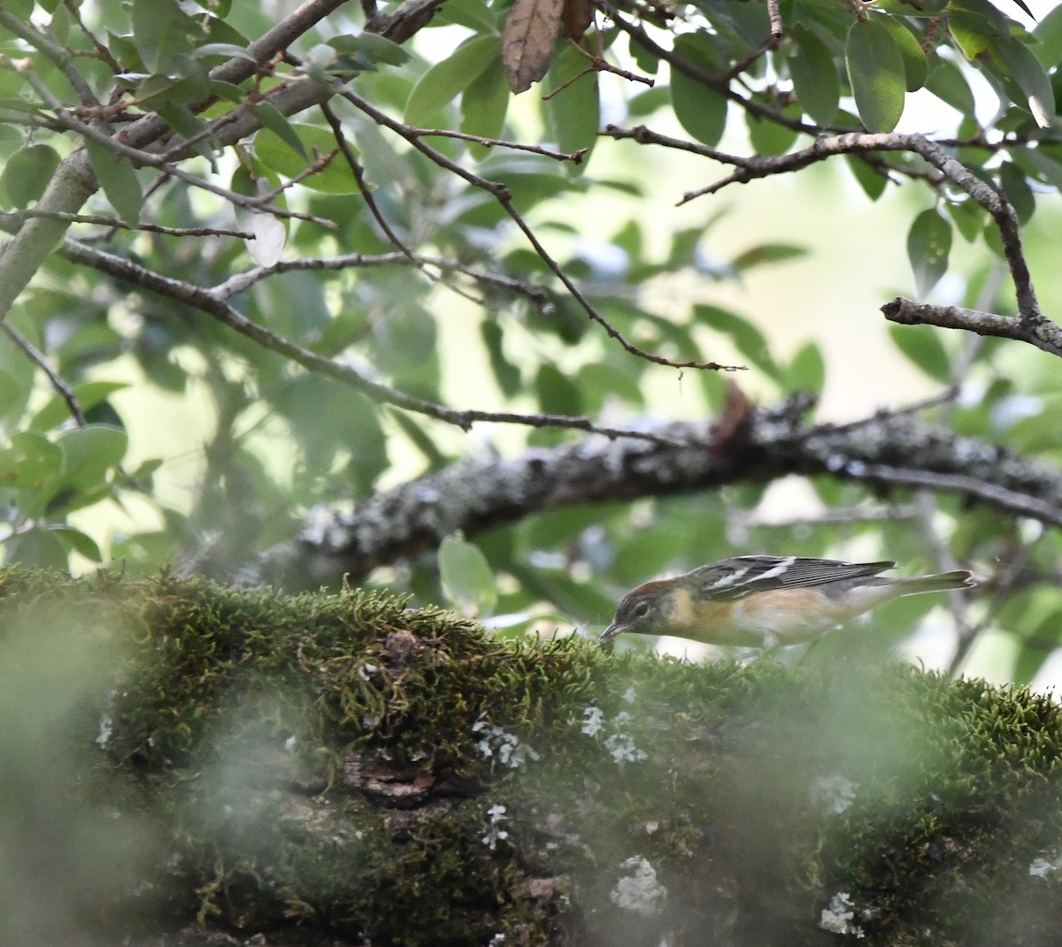 Bay-breasted Warbler - ML635310177