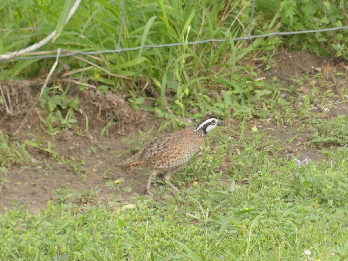Northern Bobwhite - ML635310189