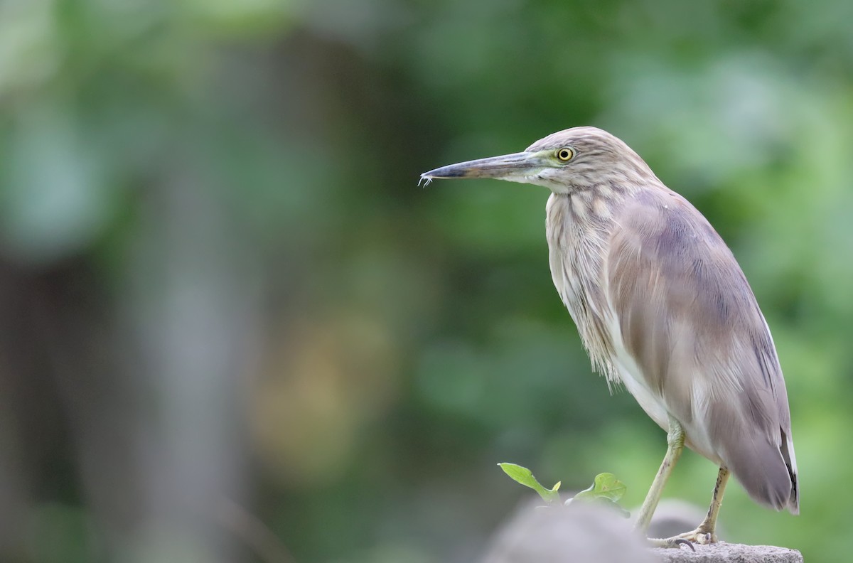 Indian Pond-Heron - ML635310227