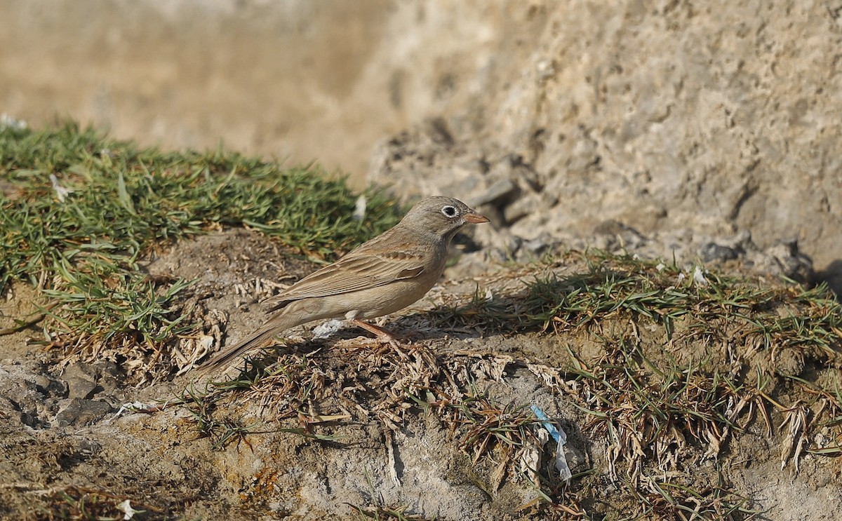Gray-necked Bunting - ML635310230