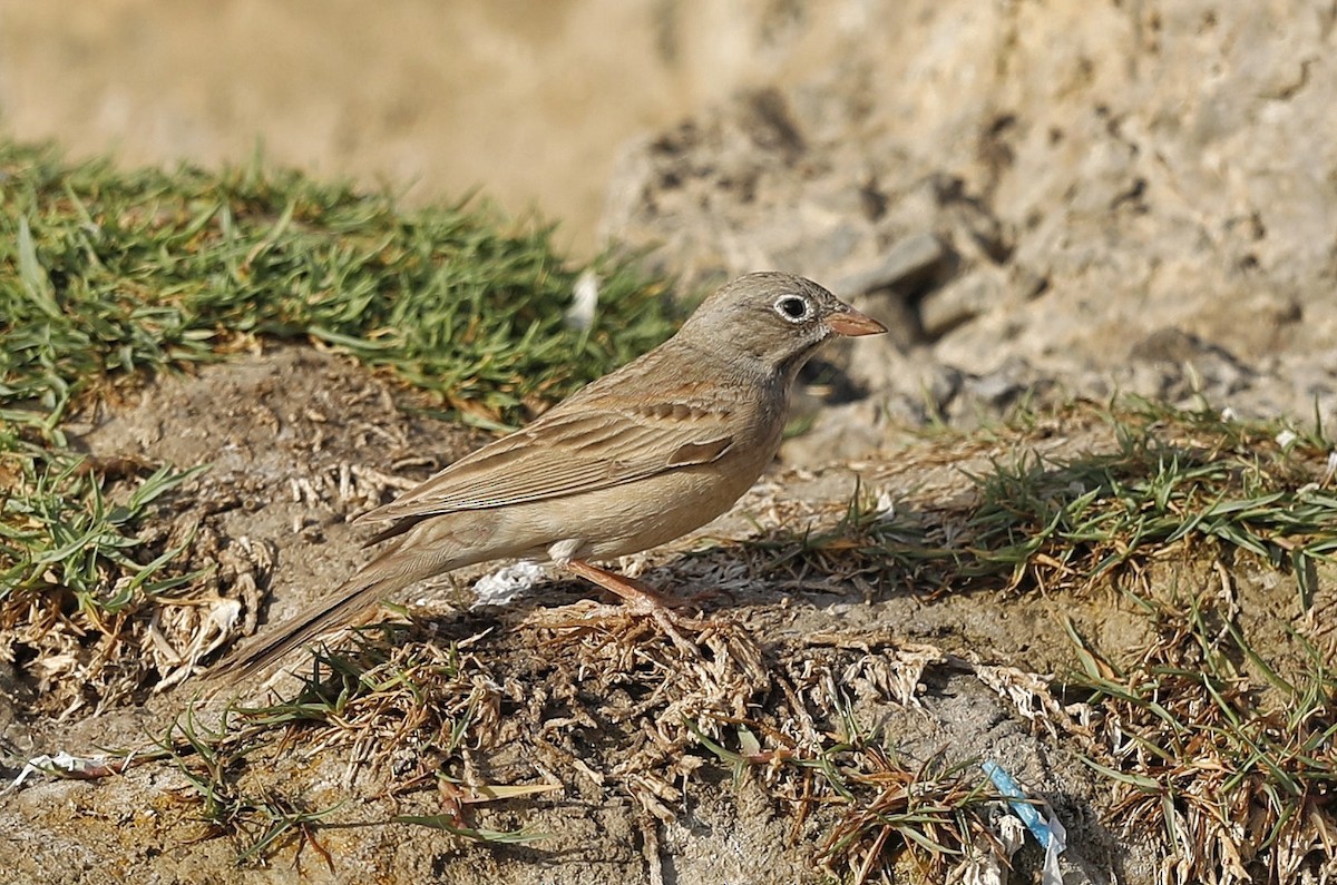 Gray-necked Bunting - ML635310233