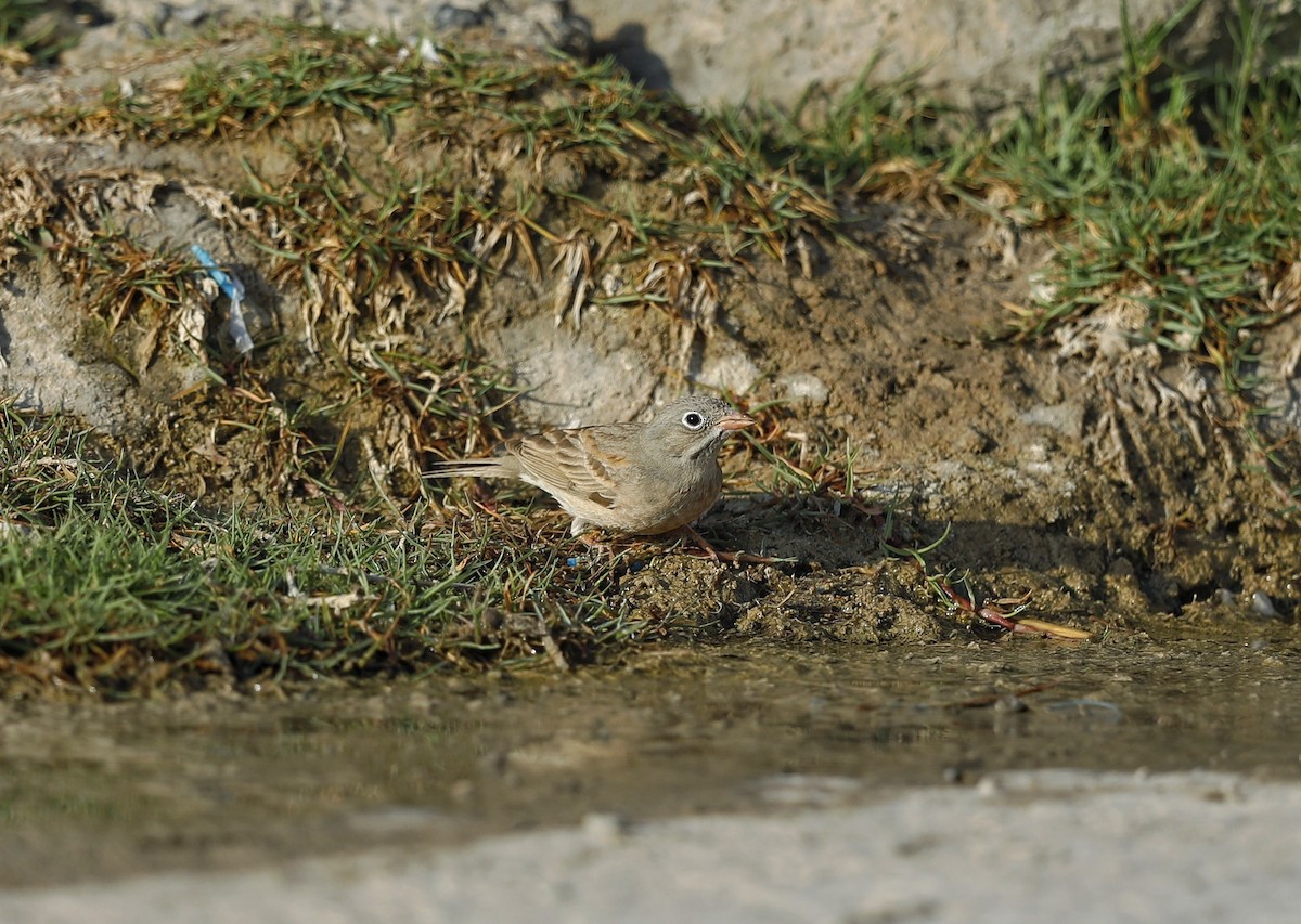Gray-necked Bunting - ML635310236