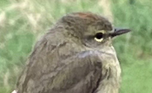 Orange-crowned Warbler - ML635310247