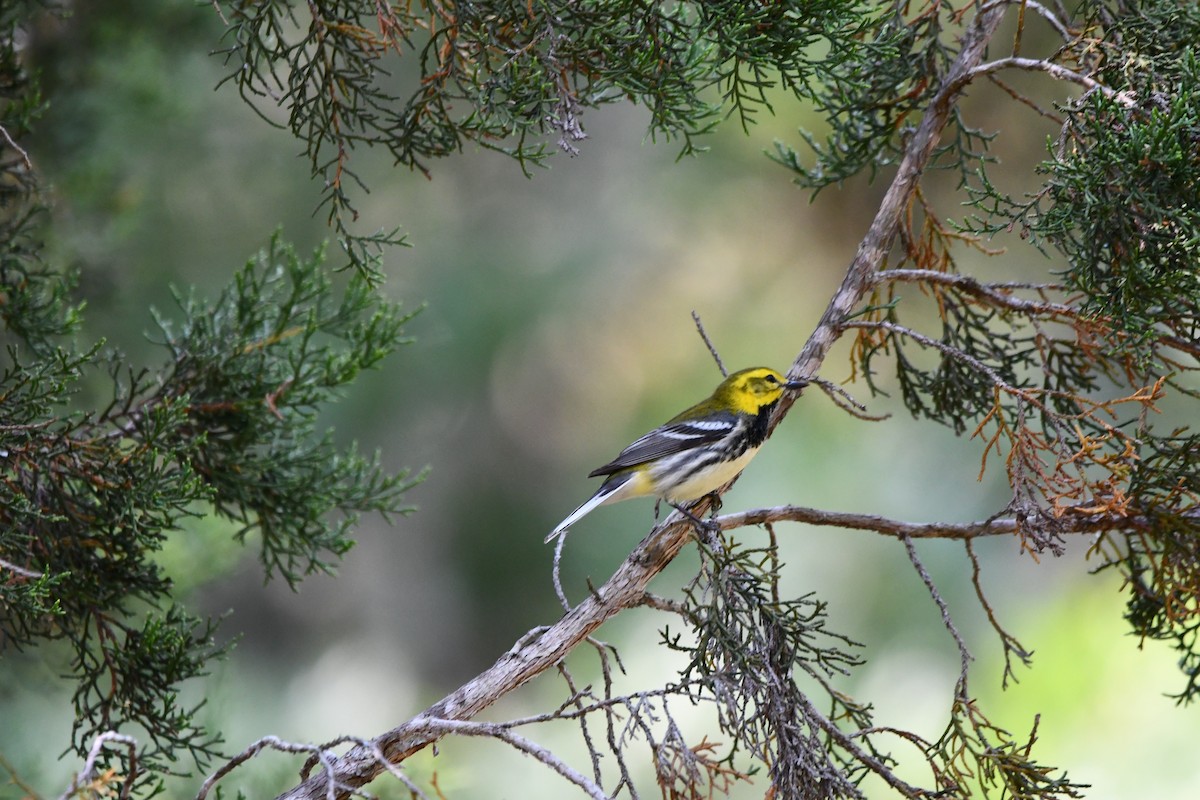 Black-throated Green Warbler - ML635310249